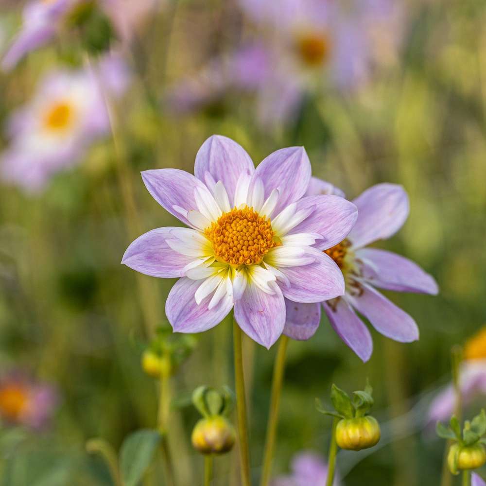 Dahlia 'Teesbrooke Audrey'